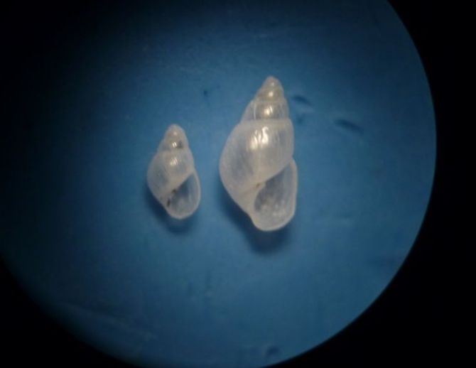 odostomia da determinare